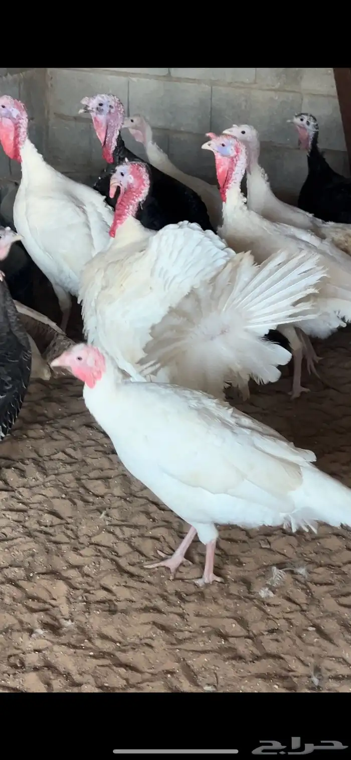 للبيع ديوك رومي و دجاج رومي 1