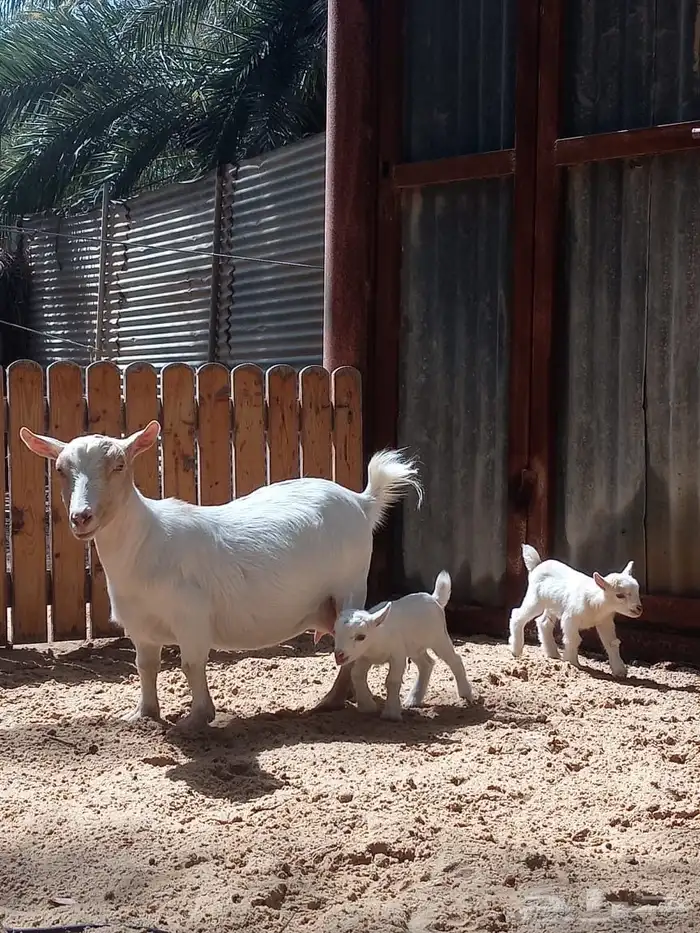 انتاج الماعز القزم ماعز قزم منتج امهات معزاء ماعز قزم دفيع 19