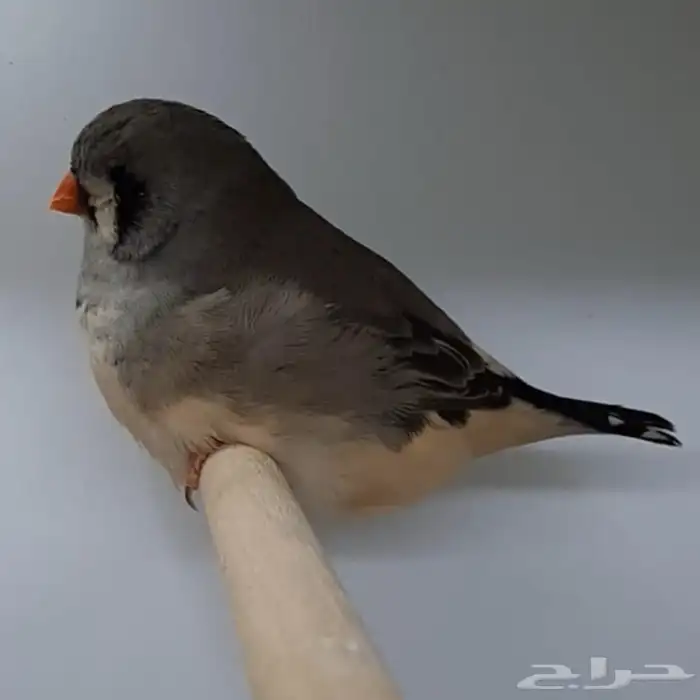 زيبرا أنثى اورنج برست 1