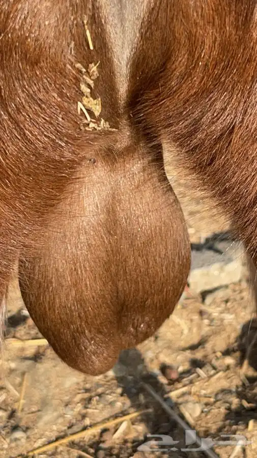 تيس كلهاري فحل(تم البيع) 5