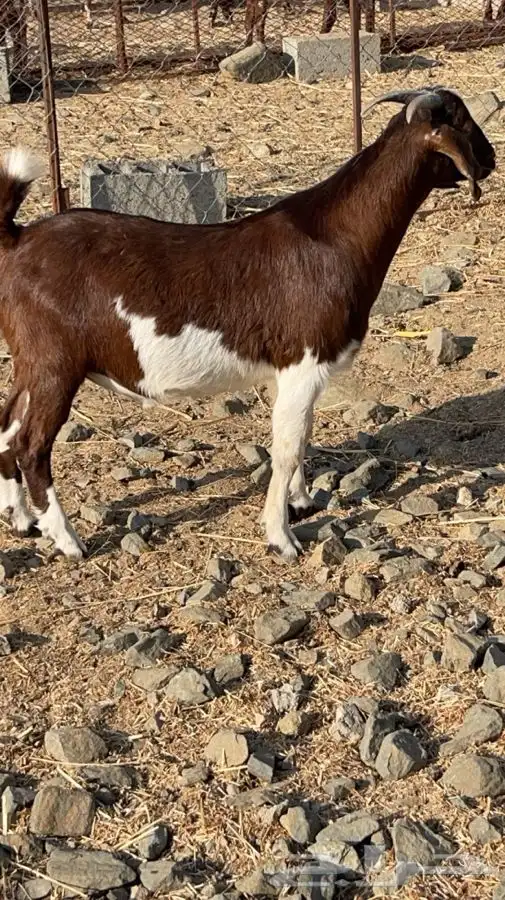 تيس كلهاري فحل(تم البيع) 4