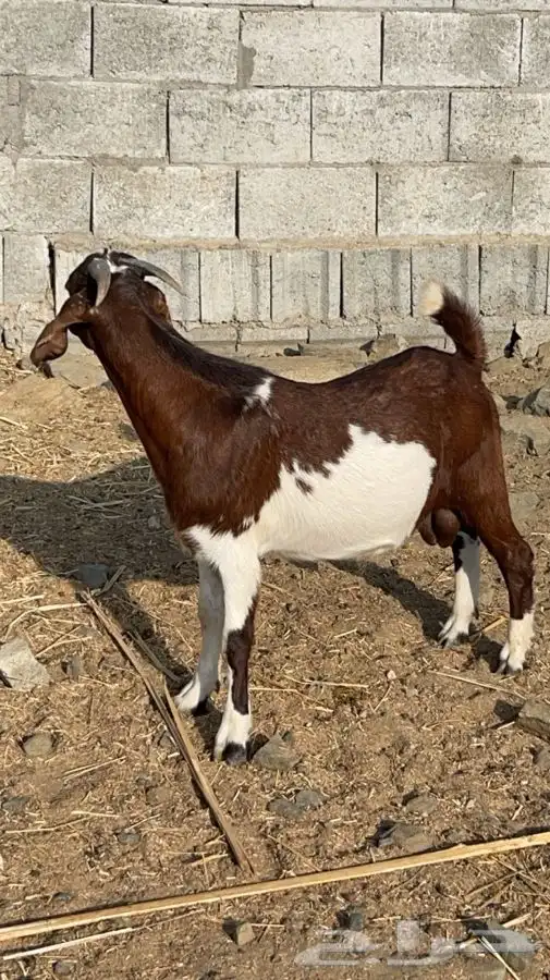 تيس كلهاري فحل(تم البيع) 1