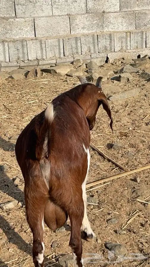 تيس كلهاري فحل(تم البيع) 0