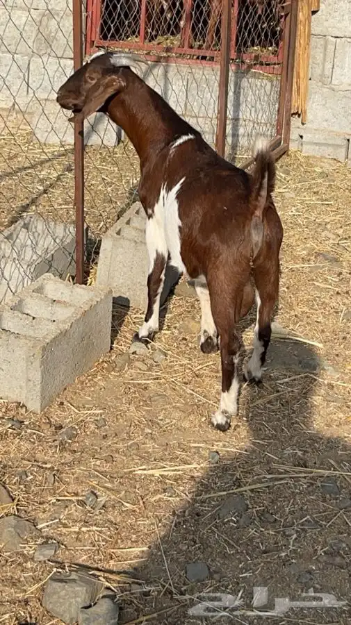 تيس كلهاري فحل(تم البيع) 2