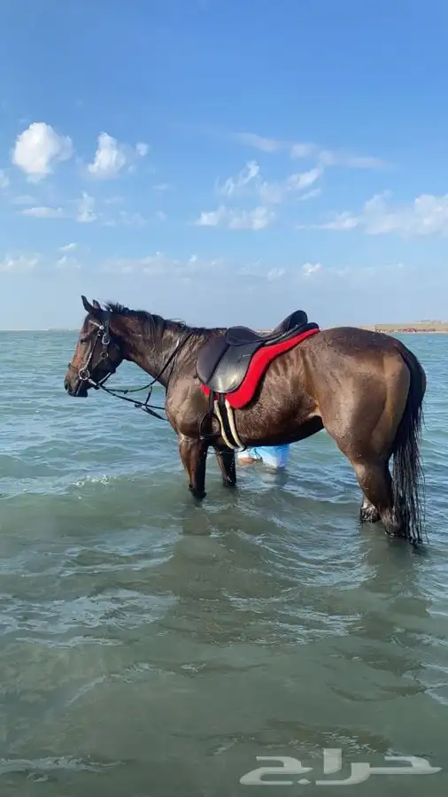 رحلات خيل في اماكن مفتوحة وحصص تدريب 4
