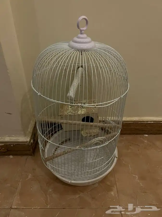 شبك طيور 0