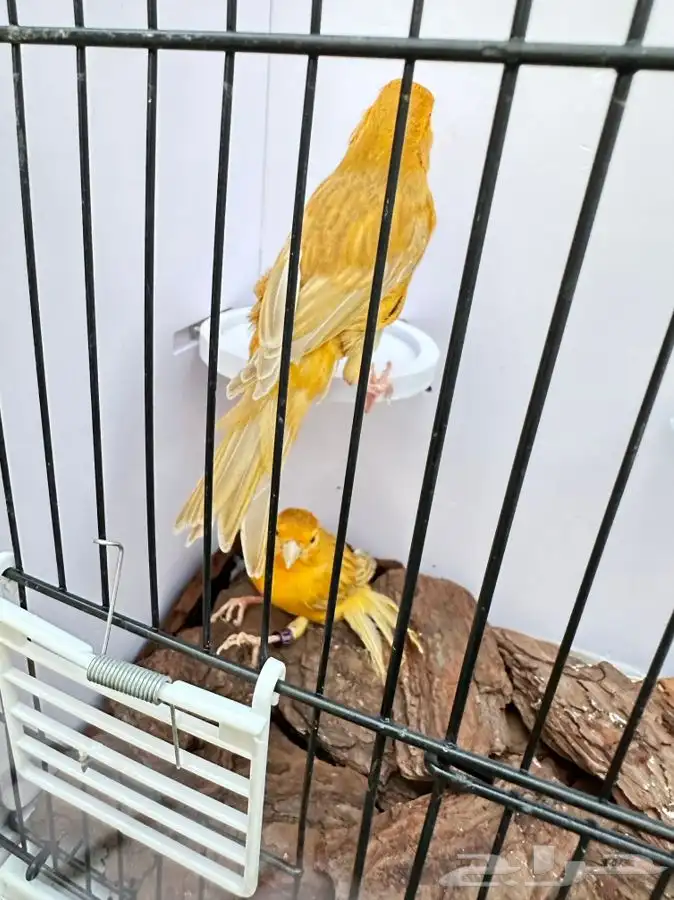 جوز كناري مشمشي تم البيع 3