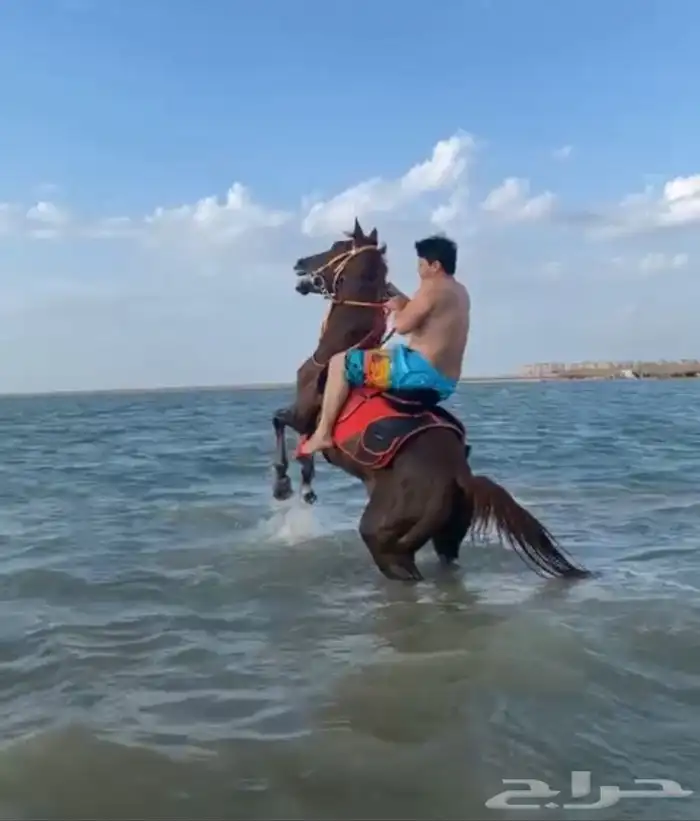 رحلات خيل في اماكن مفتوحة وحصص تدريب 5