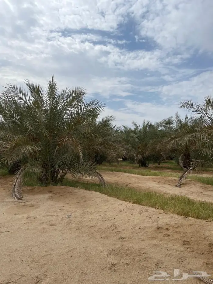 فسائل نخيل 1