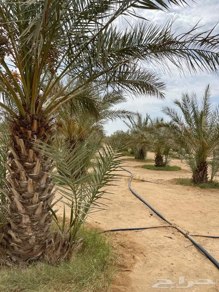 فسائل نخيل 2