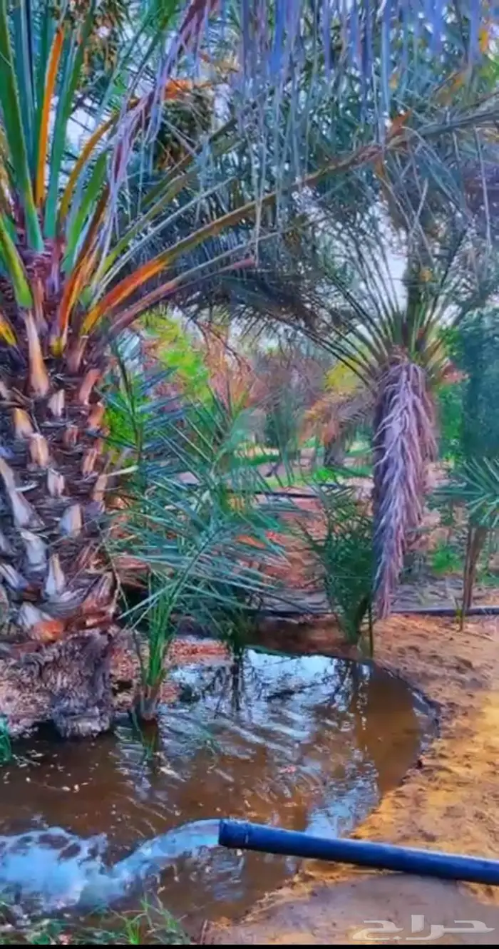 فسائل نخيل 0