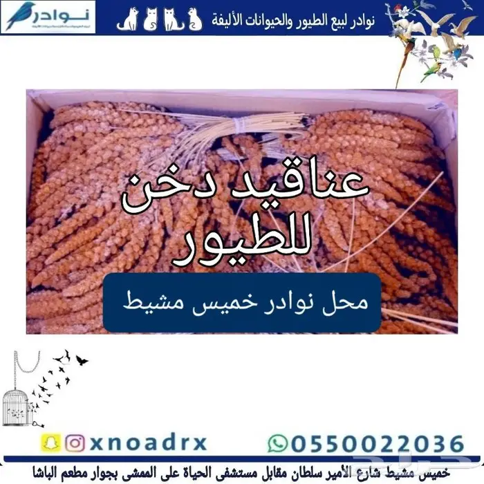 مستلزمات فروخ غر محل نوادر خميس مشيط 15