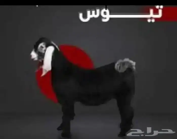تيوس وطليان حري ونجد ذبايح للبيع مع خدمة الذبح والتوصيل 0