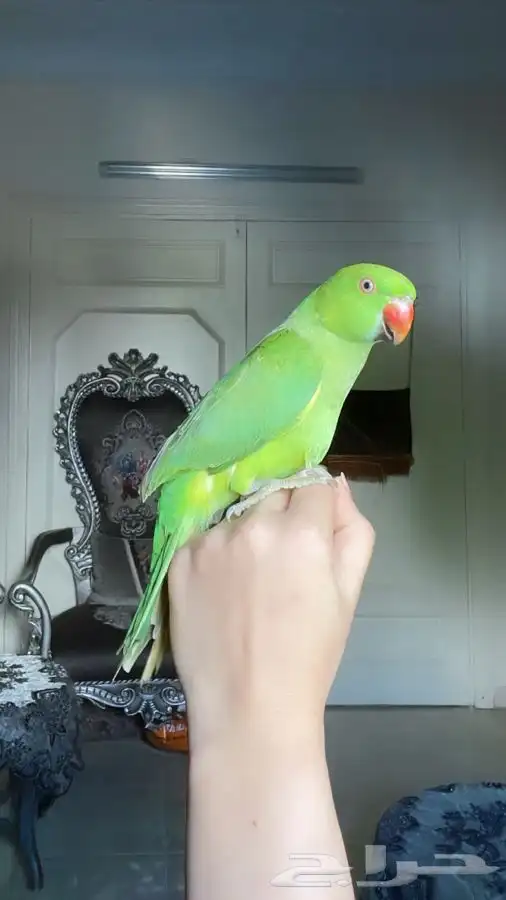 للبيع ببغاء درة جميل واليف لطيف 1