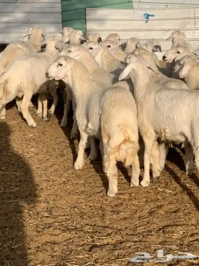 طليان جبره مناسبات فل الفل 0