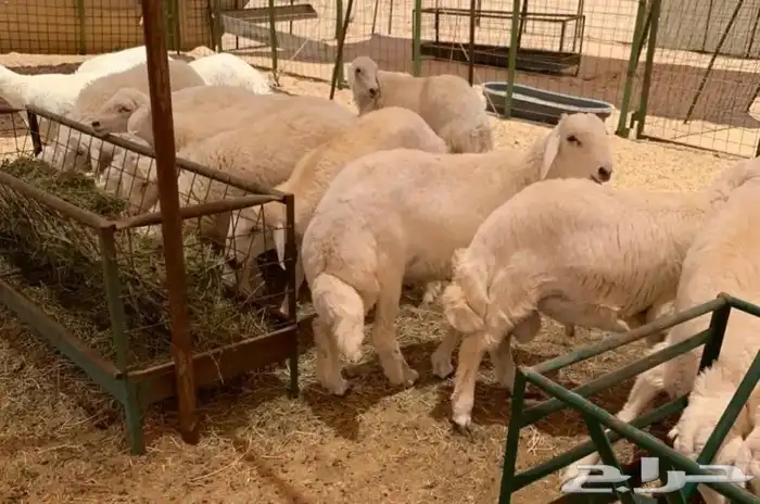 طليان جبره مناسبات فل الفل 4