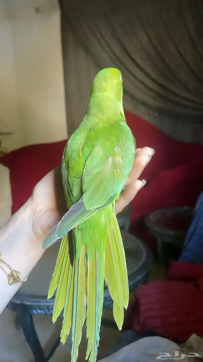 للبيع ببغاء درة اليف جدا وصحته ممتازه 4