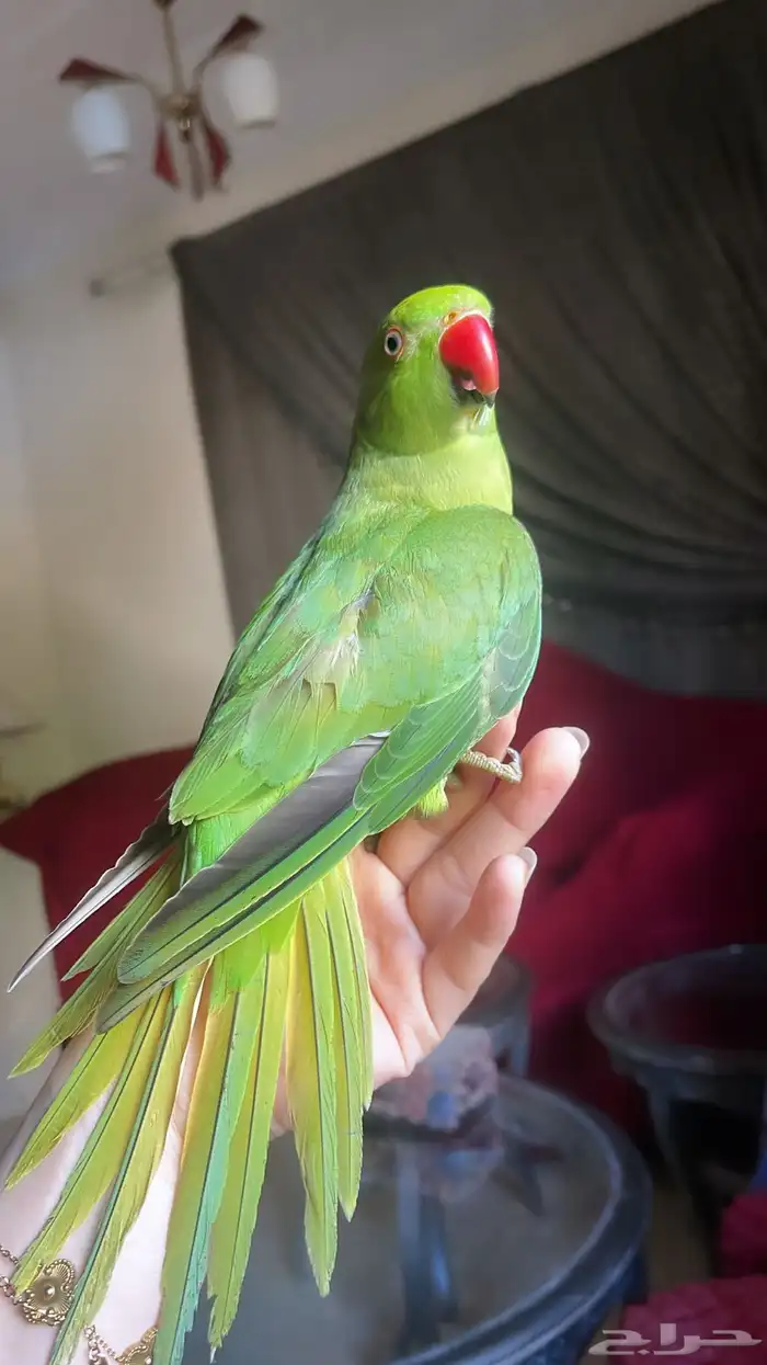 للبيع ببغاء درة اليف جدا وصحته ممتازه 0