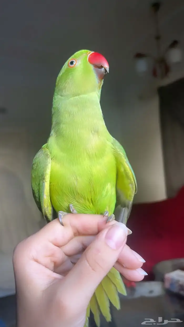 للبيع ببغاء درة اليف جدا وصحته ممتازه 1
