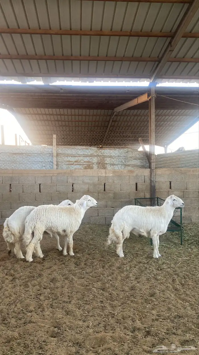 خرفان حريات جبره 0