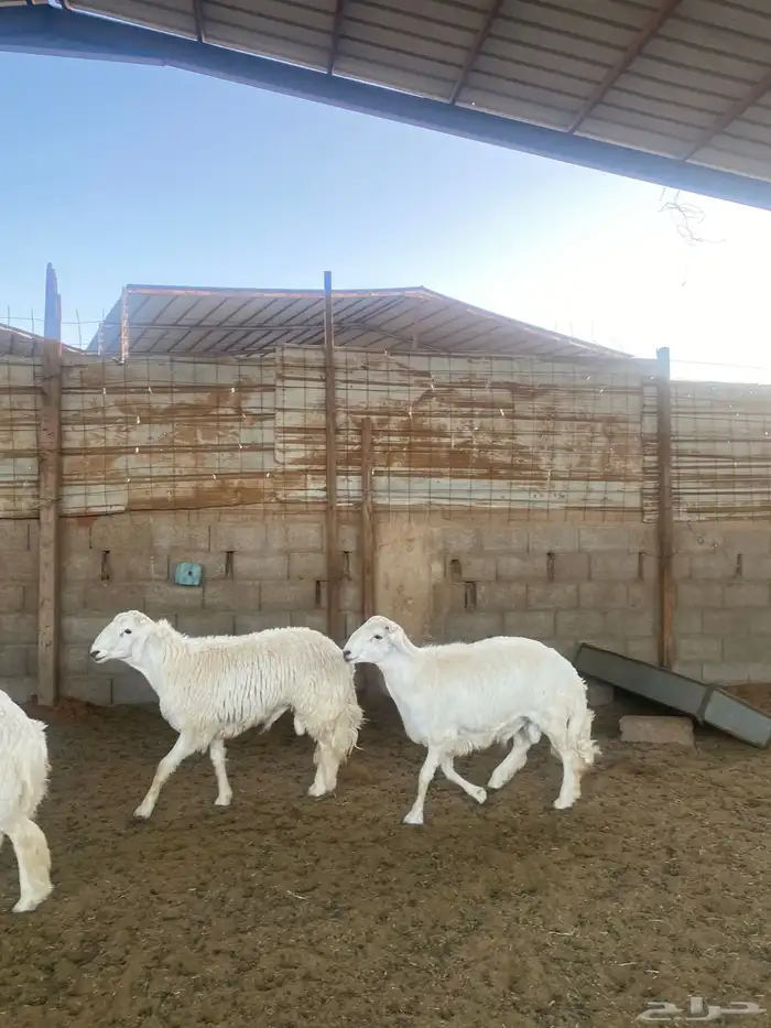 خرفان حريات جبره 3