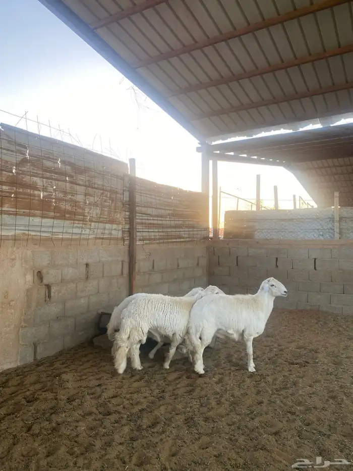 خرفان حريات جبره 5