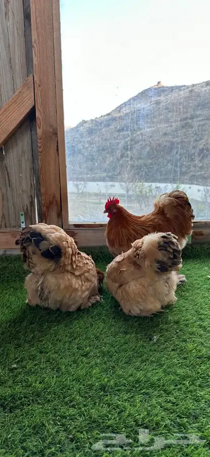 طقم كوشن بوف 0