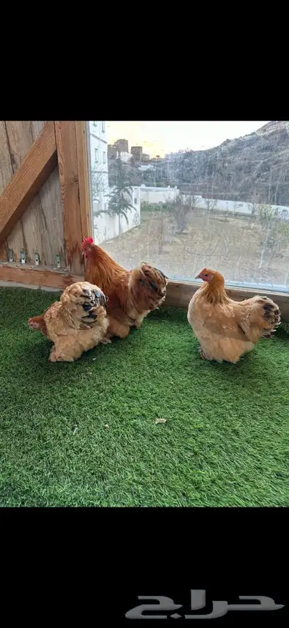 طقم كوشن بوف 4