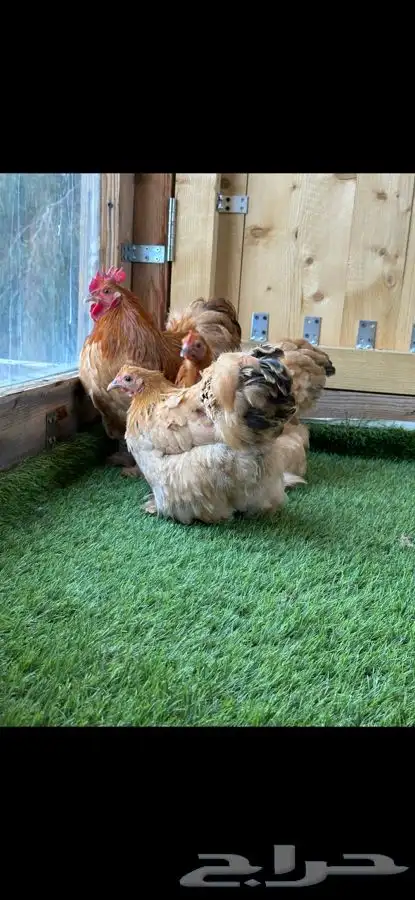 طقم كوشن بوف 1