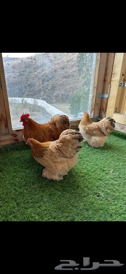 طقم كوشن بوف 2