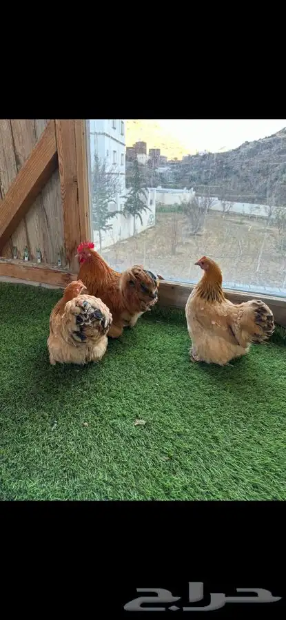 طقم كوشن بوف 5