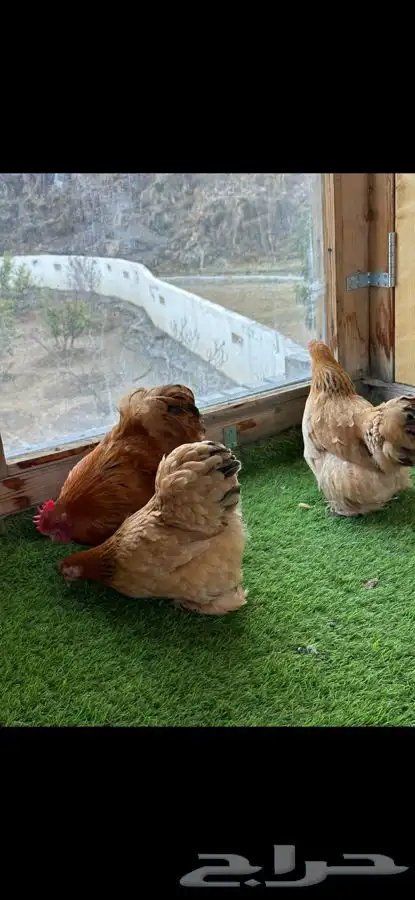 طقم كوشن بوف 6