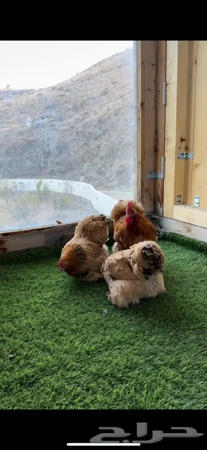 طقم كوشن بوف 3