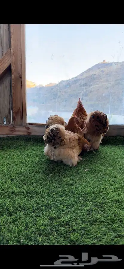 طقم كوشن بوف 7