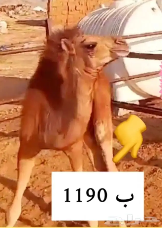 قعود حليب بالربع والنص راجع التقيم 0