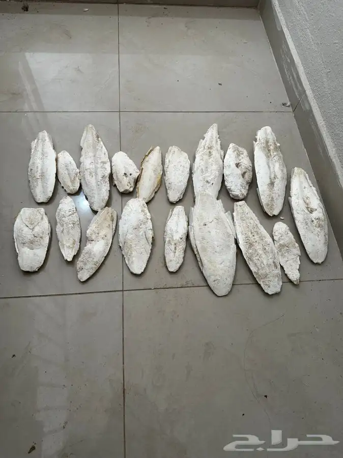 حبار لطيور 0