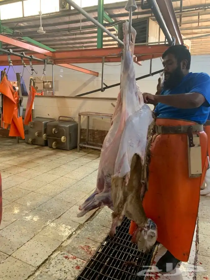 ذبايح طيبه وجزله ونظيفه وتربايه 1