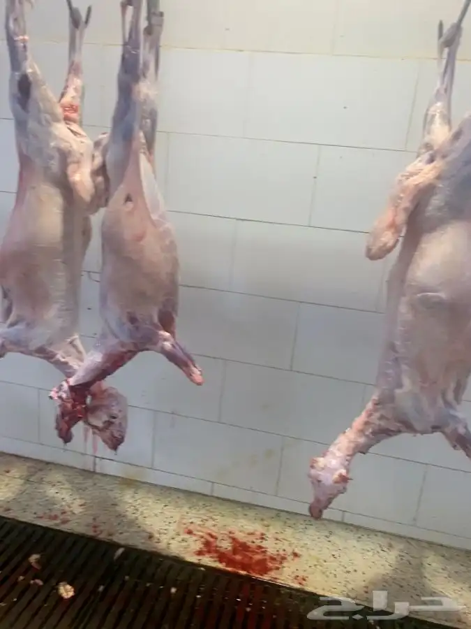 ذبايح طيبه وجزله ونظيفه وتربايه 19