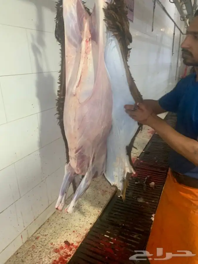 ذبايح طيبه وجزله ونظيفه وتربايه 14