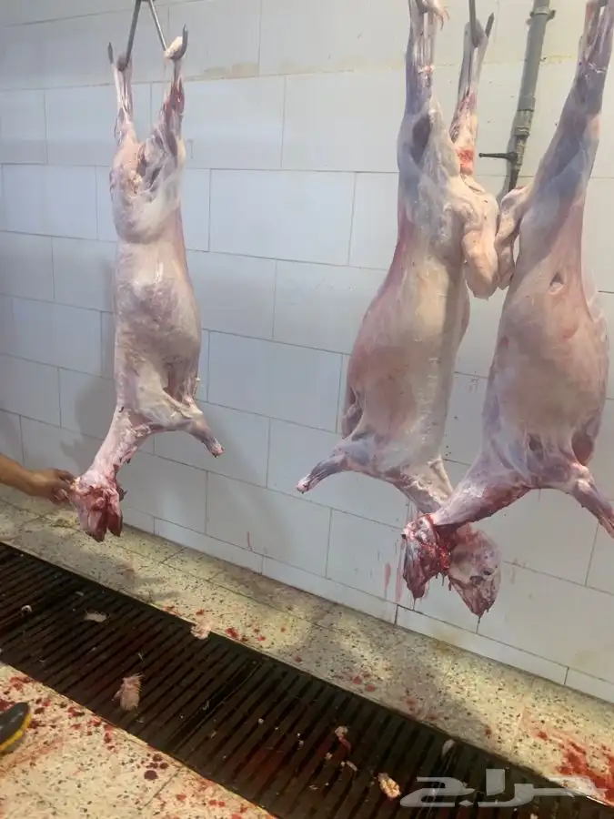 ذبايح طيبه وجزله ونظيفه وتربايه 20