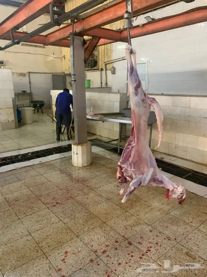 ذبايح طيبه وجزله ونظيفه وتربايه 5