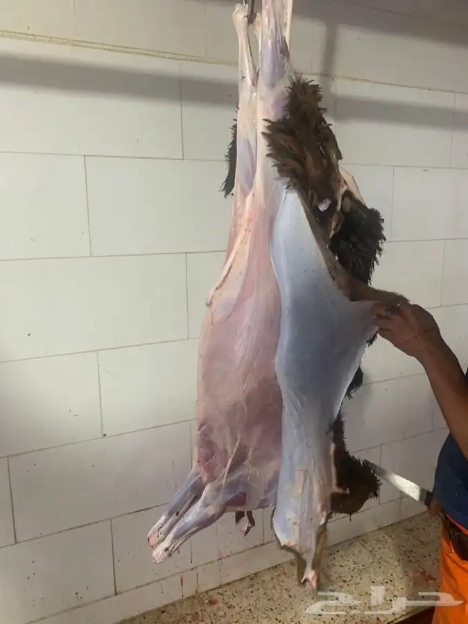 ذبايح طيبه وجزله ونظيفه وتربايه 15