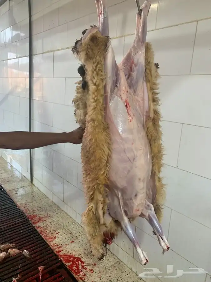 ذبايح طيبه وجزله ونظيفه وتربايه 16