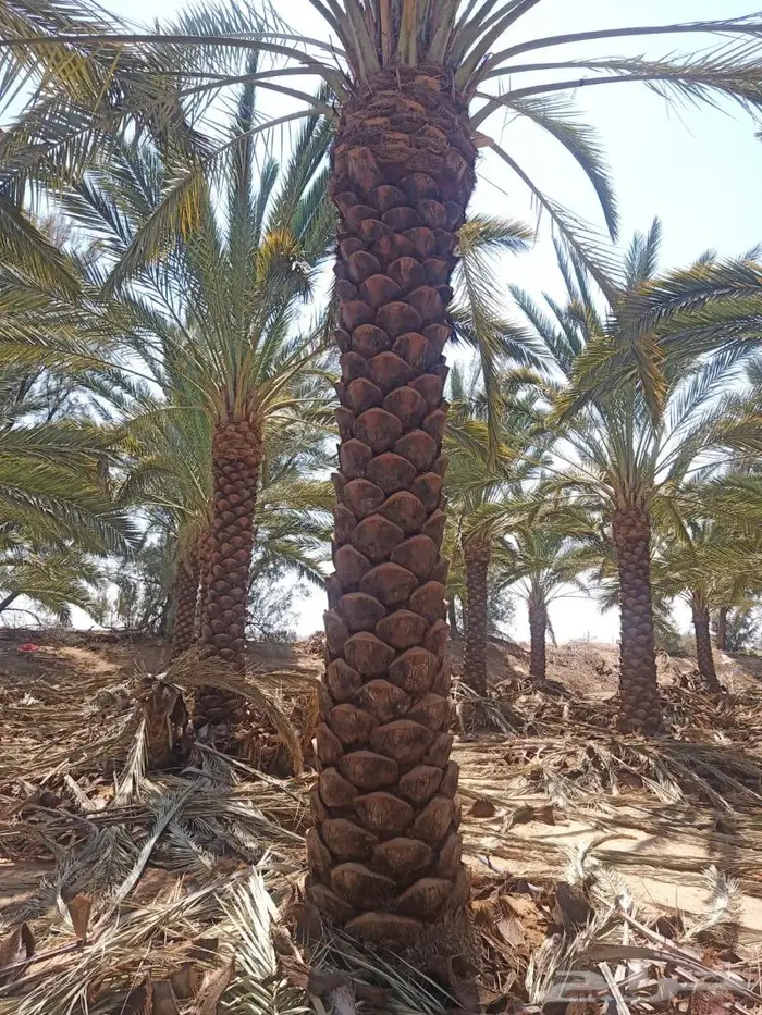 شبوك تسوير الاراضي الرياض 29