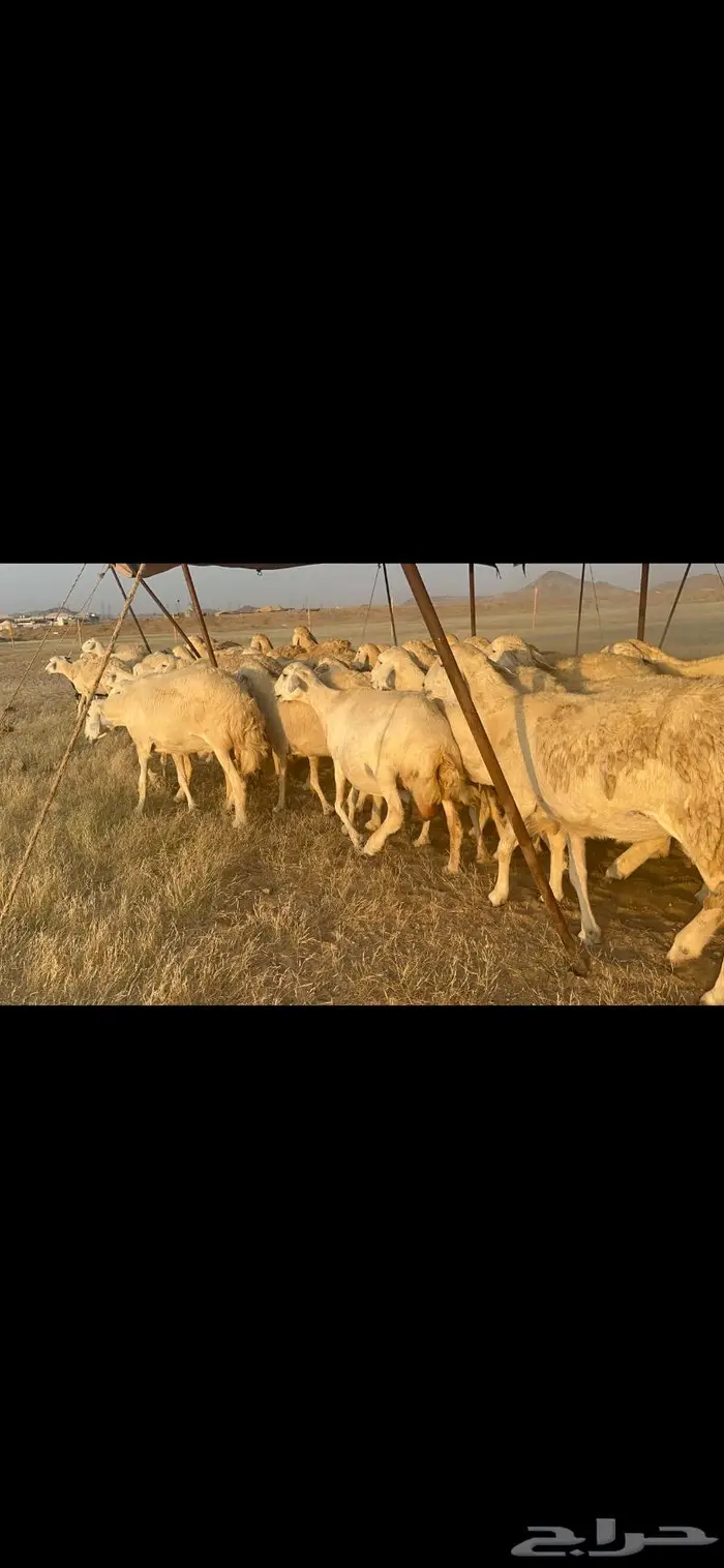 غنم مراح واحد 1
