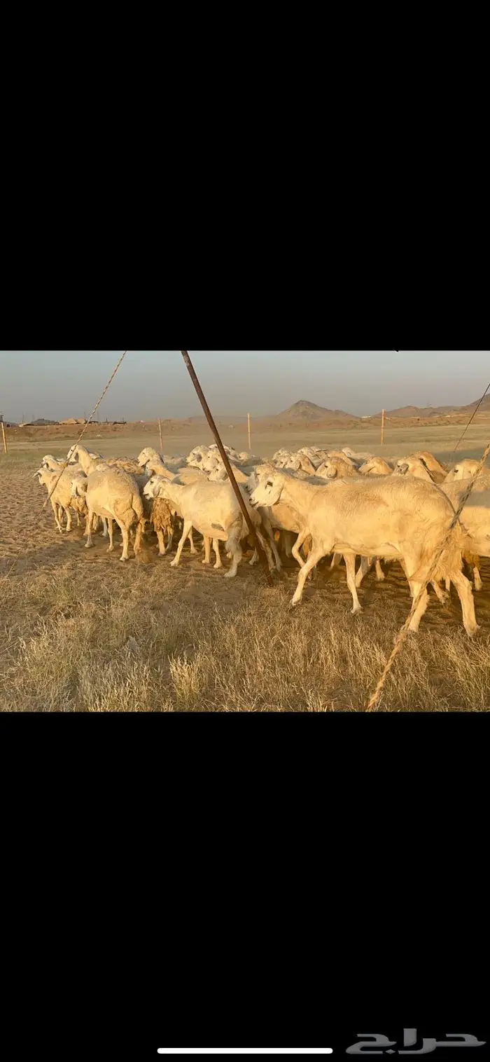 غنم مراح واحد 2