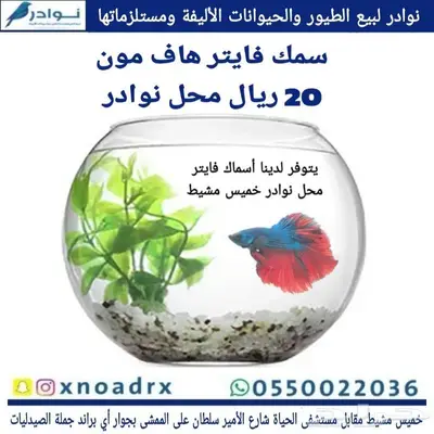 سلاحف برية وبرمائية وسمك فايتر محل نوادر 11