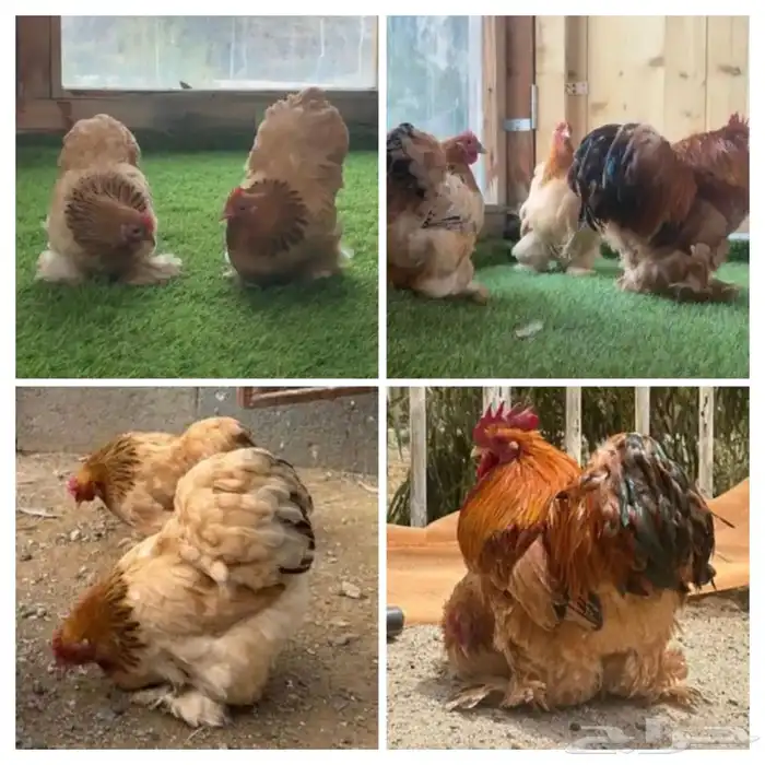 طقم كوشن بوف 9