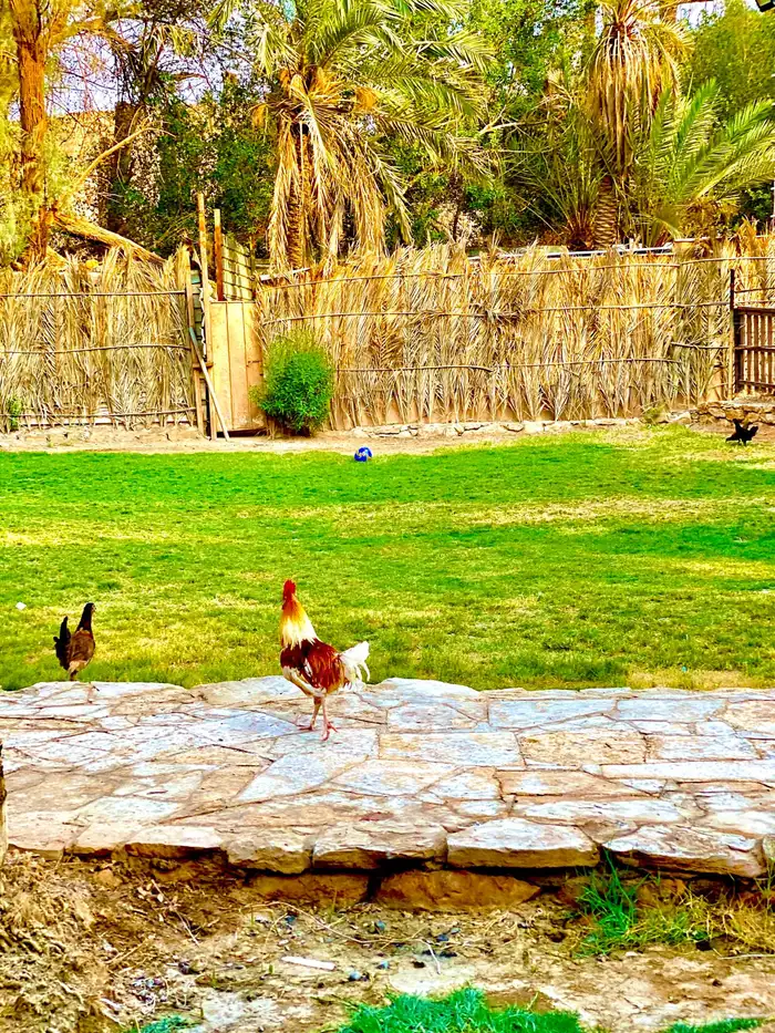 استراحة للايجار 22
