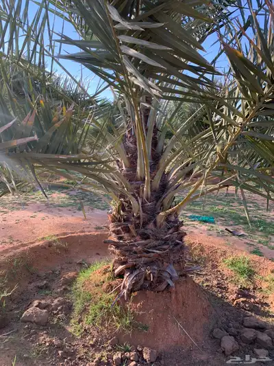 يوجد لدينا جميع انواع النخيل 0